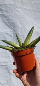 Sanseviera Boncel variegated