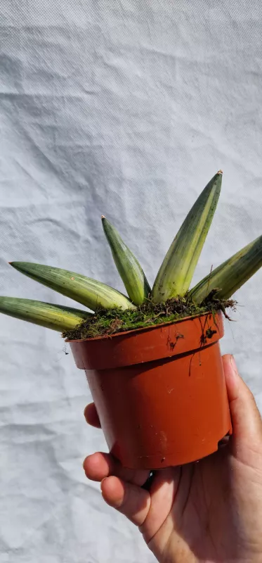 Sanseviera Boncel variegated