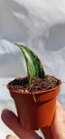 Sanseviera Cleopatra