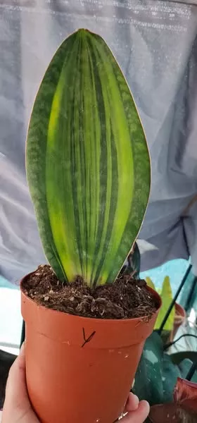Sanseviera masoniana yellow variegated