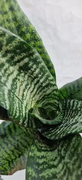 Sanseviera Trifasciata Larenzi