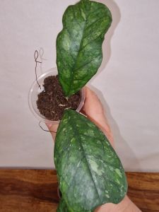 Hoya cv Surprise