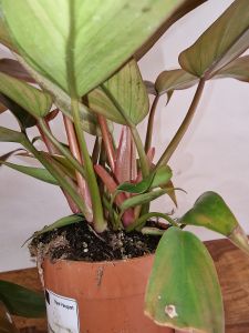 Philodendron Florida Bronze