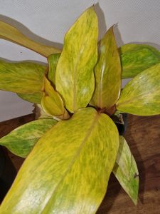 Philodendron Quad Color ,, Spear point,,