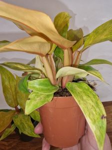 Philodendron Quad Color ,, Spear point,,