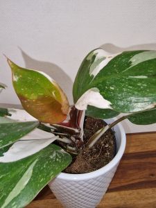 Philodendron White Knight
