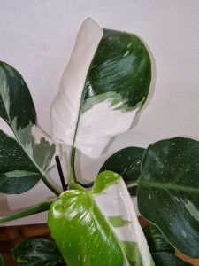 Philodendron White wizard