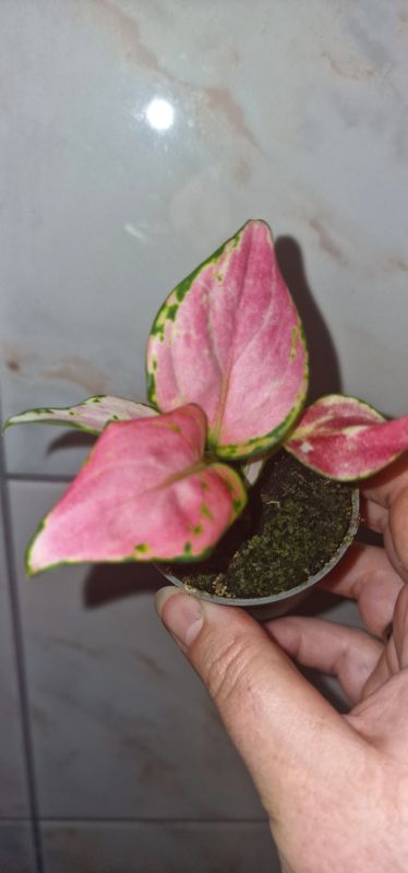 Aglaonema Red Zirkon