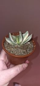 Gasteria Cv. Sakura Fuji Whute variegated