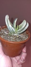 Gasteria Cv. Sakura Fuji Whute variegated