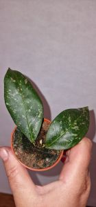 Hoya amicabilis