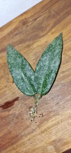 Hoya flagellata SILVER