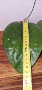 Hoya glabra 'Black Margin'