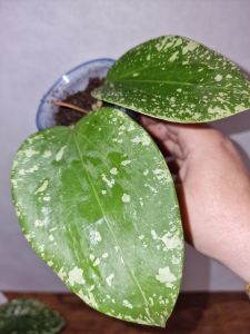 Hoya Glabra Padang