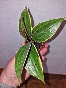 Hoya macrophylla albo-marginata