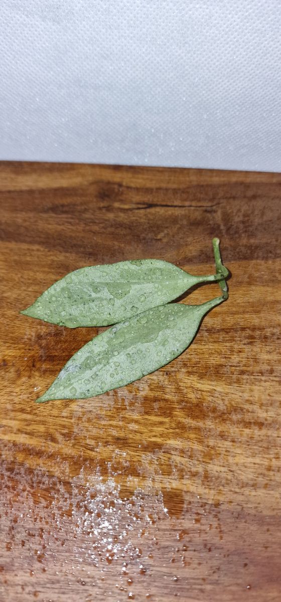 Hoya nicholsoniae 'New Guinea ghost'