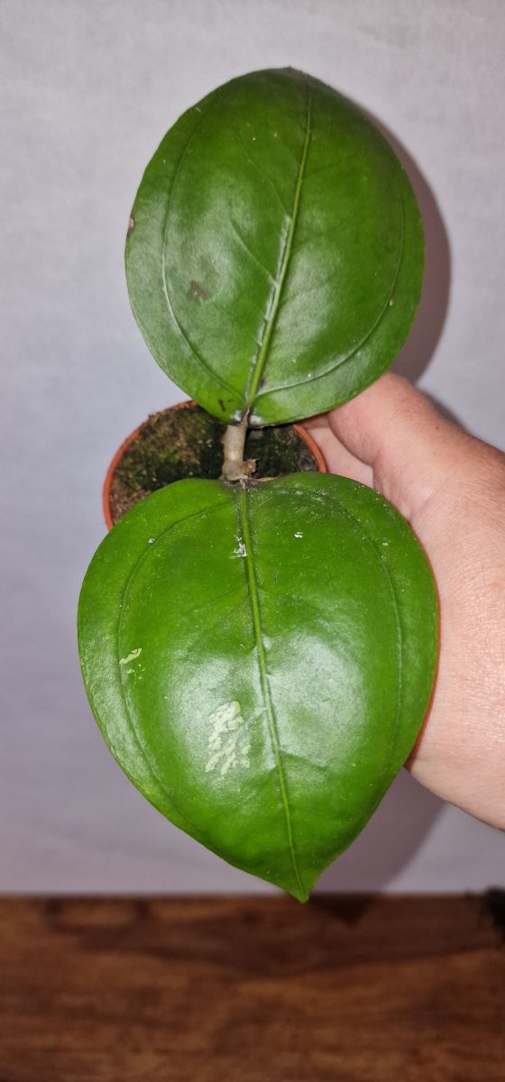 Hoya sp. Aceh Gomas