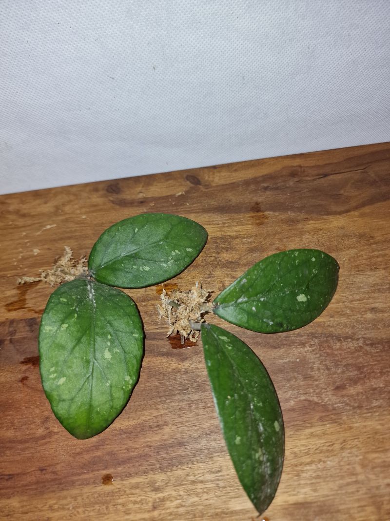 Hoya sp Gayo