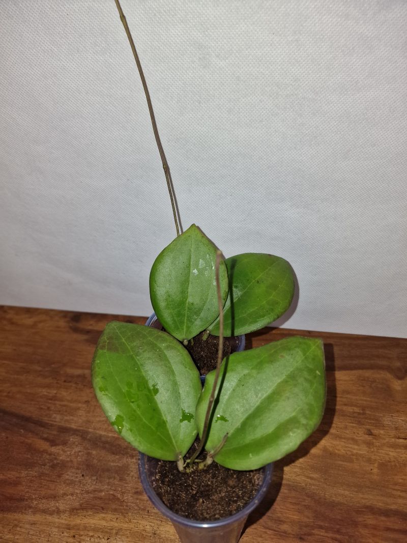 Hoya sp. Konowa