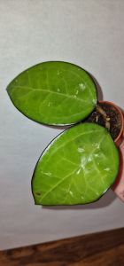 Hoya sp. Malang