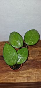 Hoya sp. Malang