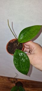 Hoya sp. Ternate