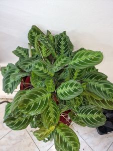 Maranta noID