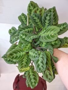 Maranta noID