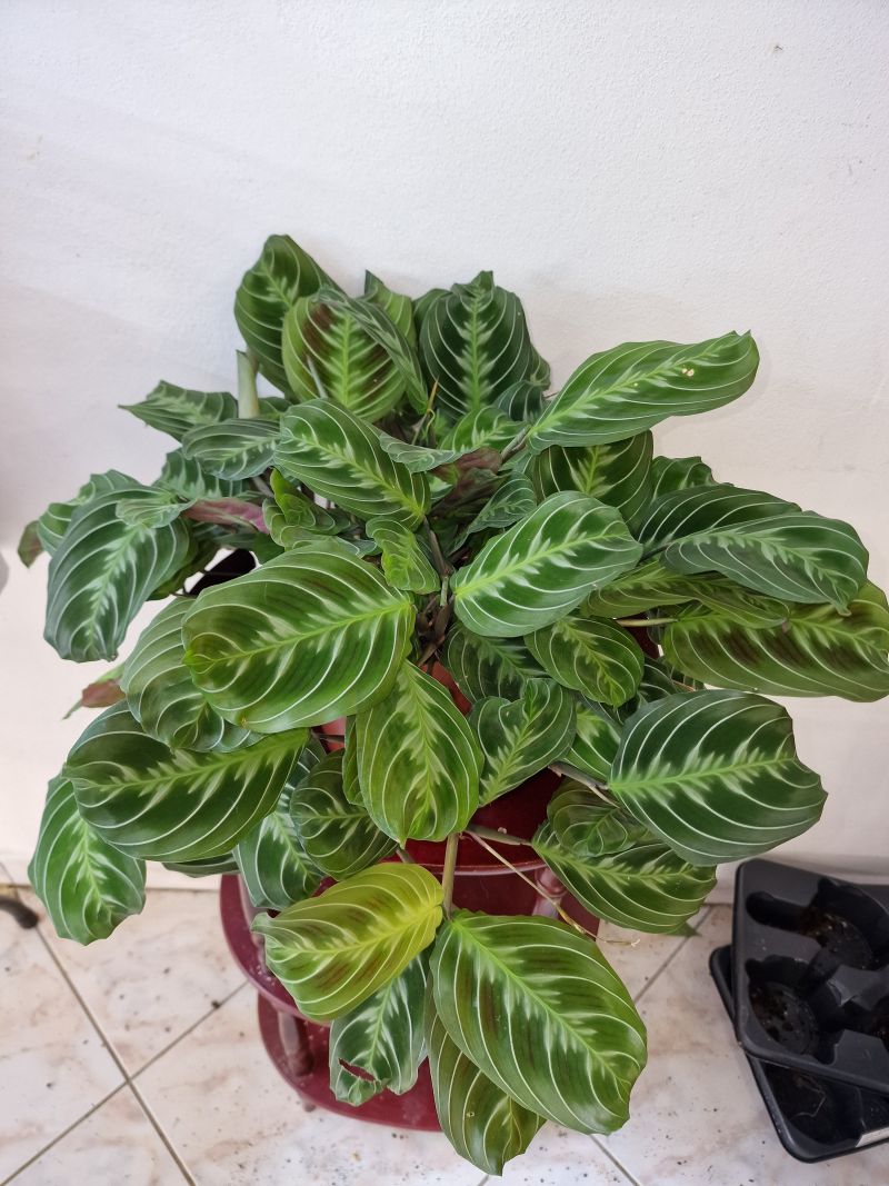 Maranta noID