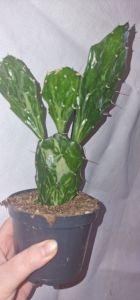 Opuntia Jamaica ghost variegated