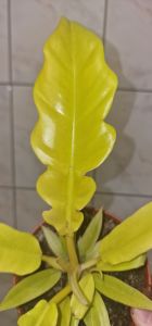 Philodendron Golden Saw