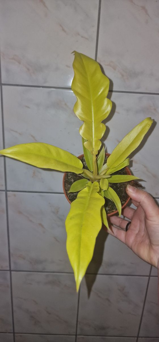 Philodendron Golden Saw