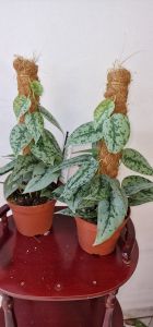 Scindapsus Silver lady