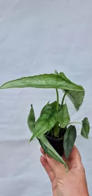 Alocasia Dragon Breath