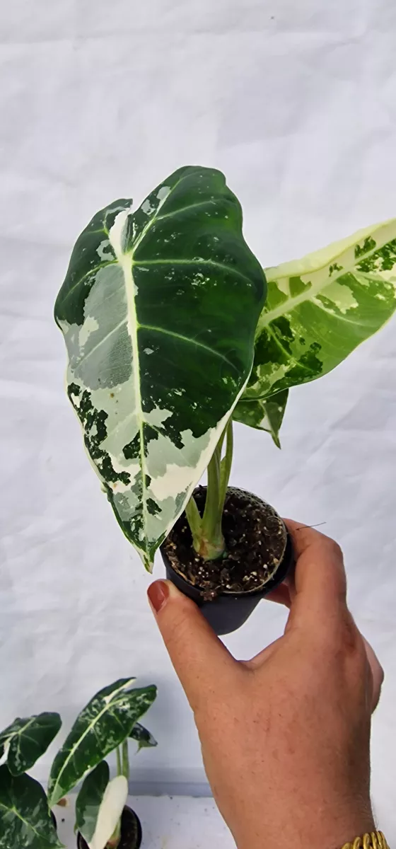 Alocasia Frydek variegated