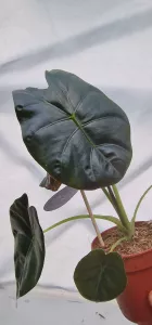 Alocasia Golden Bone