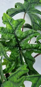 Alocasia Jacklyn