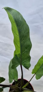 Alocasia lauterbachiana variegated