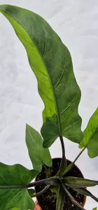 Alocasia lauterbachiana variegated