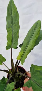 Alocasia lauterbachiana variegated