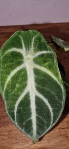 Alocasia Ninja variegated