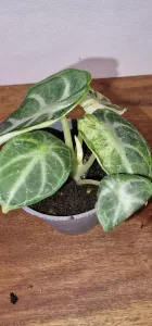 Alocasia Ninja variegated