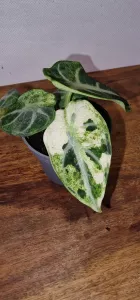 Alocasia Ninja variegated