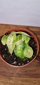 Alocasia Polly Aurea Variegata