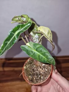 Alocasia 'Polly Yellow Variegata'
