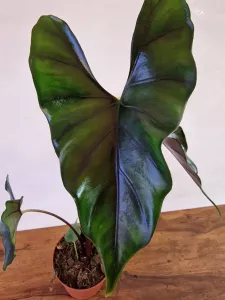 Alocasia princeps 'Purple Cloak'