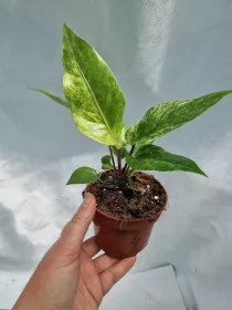 Anthurium Bonplandii variegated