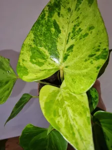 Anthurium CAIPIRINHA