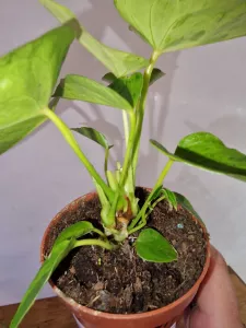 Anthurium CAIPIRINHA