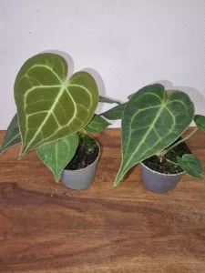 Anthurium clarinervium